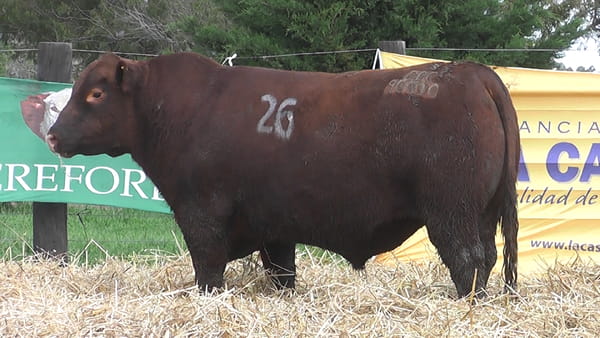 Lote TOROS ANGUS PUROS CONTROLADOS