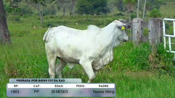 Lote Vaquillas, Concepción