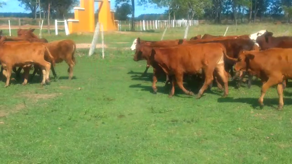 Lote 88 Terneros en Virasoro, Corrientes