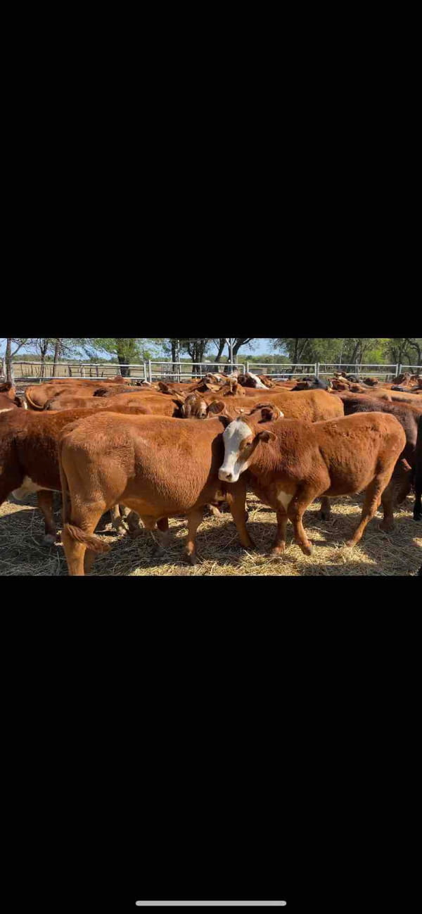 Lote 90 Novillitos en Formosa, Formosa