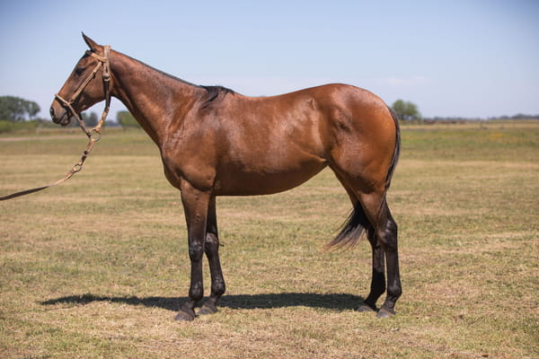 Lote YAPA ENIGMÁTICA(DON URBANO FUTURO-CHAPALEUFÚ ENGREÍDA)