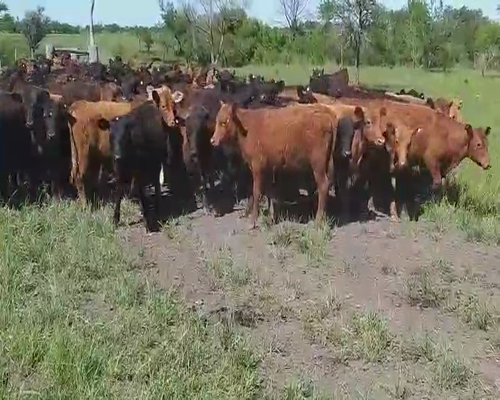 Lote 110 Terneras en Villaguay, Entre Ríos