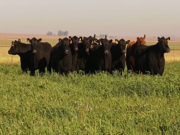 Lote VACAS  ANGUS NEGRAS MAS  C/ GTIA DE PREÑEZ