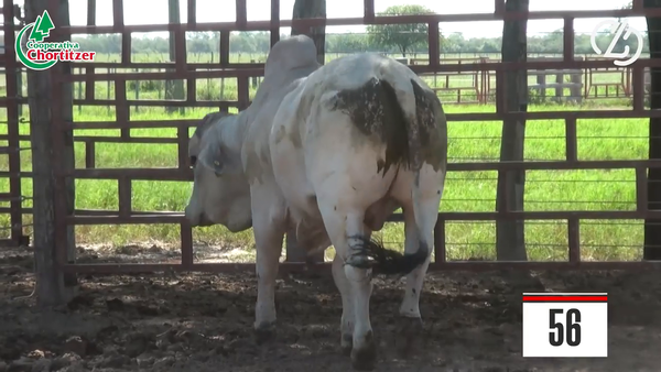 Lote Brahman
