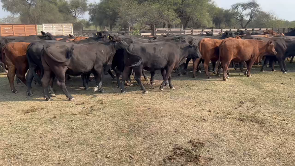 Lote 70 Vacas de invernar en Juan José Castelli, Chaco