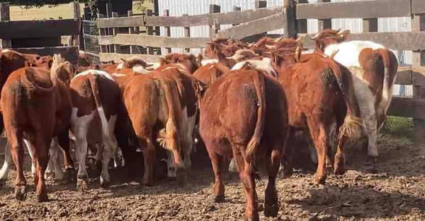 Lote 32 Novillo Engorda en Osorno, X Región Los Lagos