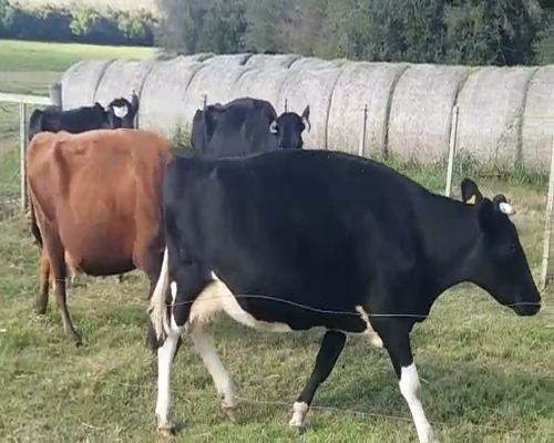 Lote (Vendido)4 Vacas de Invernada 470kg -  en PASO CARBAJAL