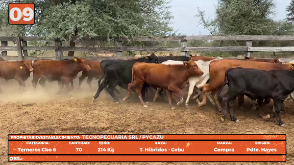 Lote LOTE 9