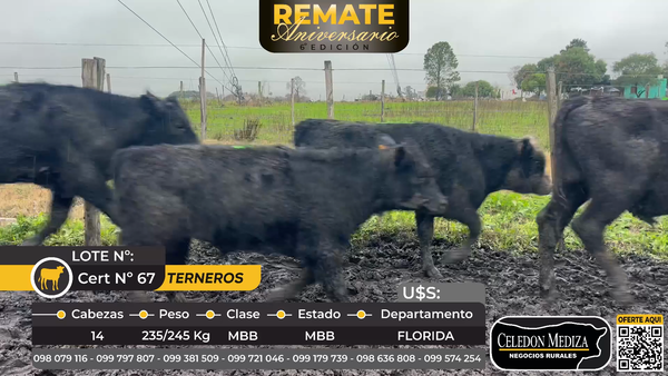 Lote 14 Terneros en Florida