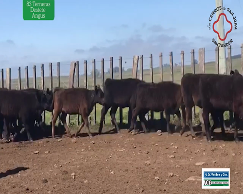 Lote 83 Terneras Destete Angus
