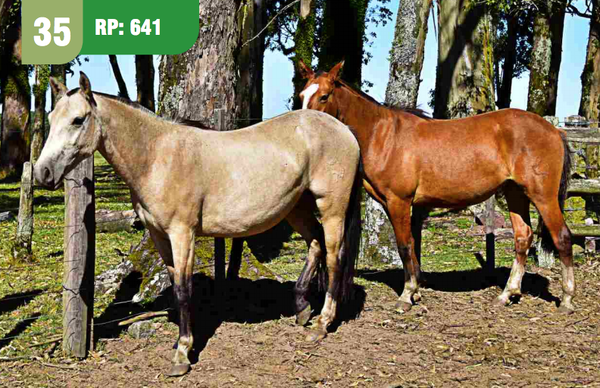 Lote ABROJO CUARTEADOR