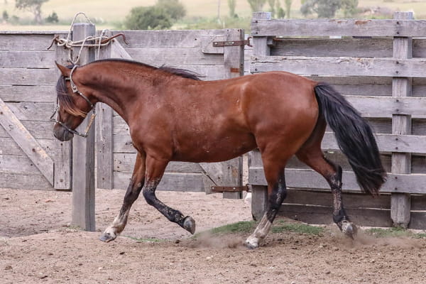 Lote FEDERAL LA ESPUELA