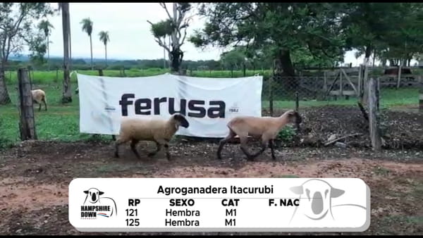 Lote LOTE 17 A CAMPO - RP 121- RP 125