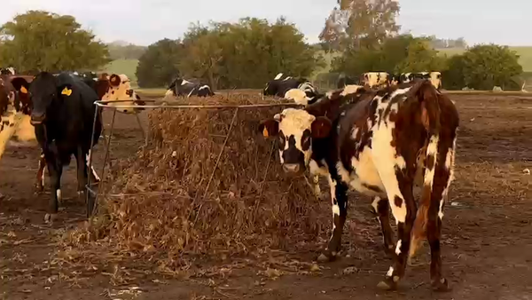 Lote 2 vaquillonas normando