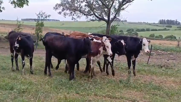 Lote (Vendido)8 Terneros y Terneras CRUZAS 230kg -  en COSTAS DEL POLONIA