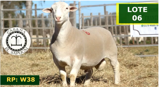 Lote OVINOS MACHOS