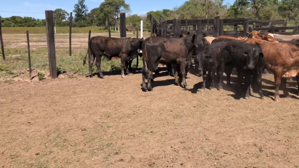 Lote 75 Terneros en Misión San Fco., Formosa