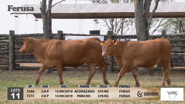 Lote Ganadera Santa Cecilia - Lote 11