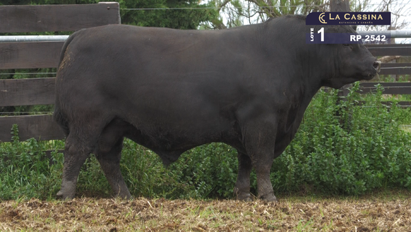 Lote TORO ABERDEEN ANGUS PURO PEDIGREE