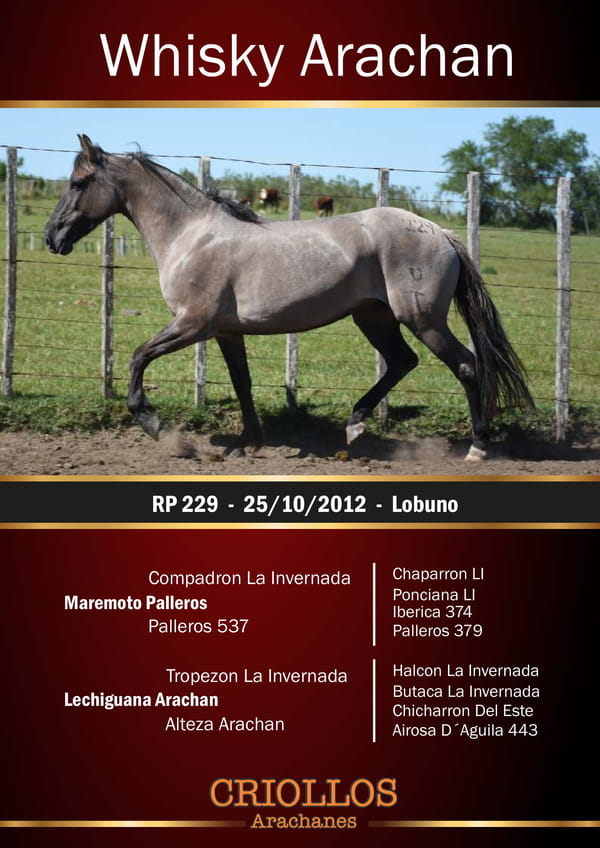 Lote Whisky Arachán - RP 229