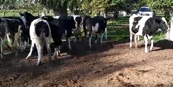 Lote 10 Vaquillonas en Humboldt, Santa Fe