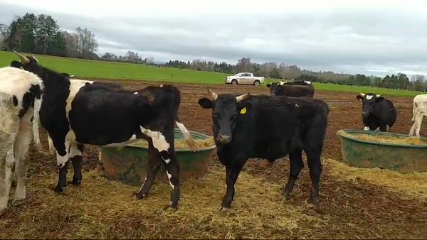 Lote 50 Novillo Engorda en Mariquina, XIV Región Los Ríos