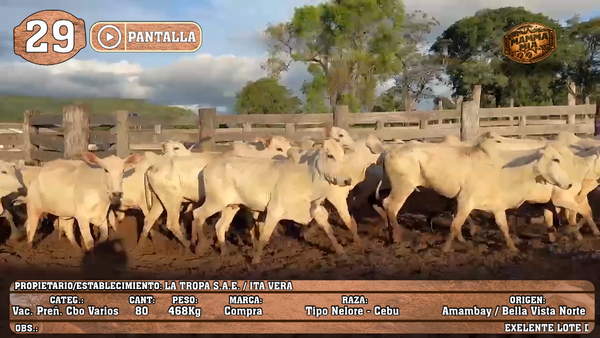 Lote LOTE 29 - POR PANTALLA