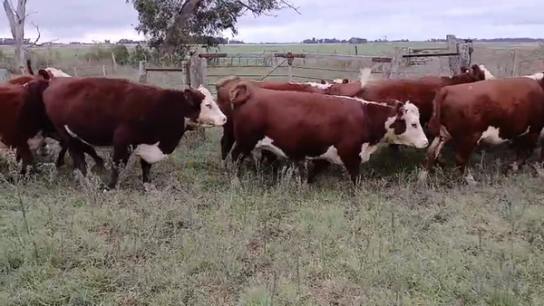 Lote 11 Vaquillonas C/ gtia de preñez