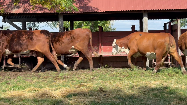 Lote 33 Vaquillonas preñadas
