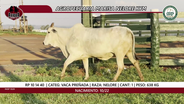 Lote VACA PREÑADA
