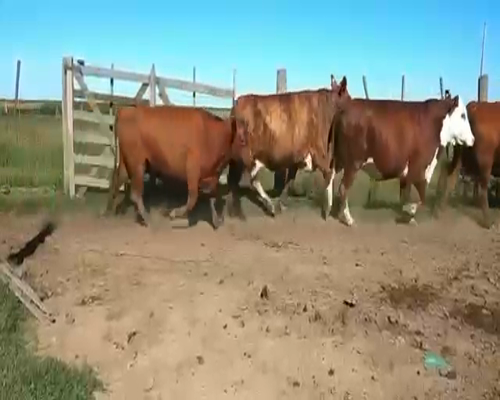 Lote 14 Vacas nuevas en Arias, Córdoba