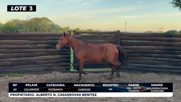 Lote LOTE 3
