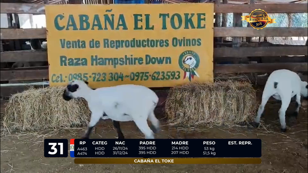 Lote LOTE 31