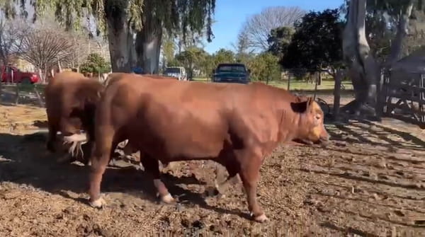 Lote CABAÑA EL PORVENIR