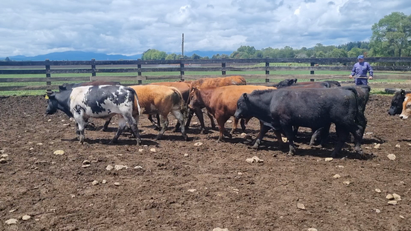 Lote 30 Ternero en Vilcún, IX Región Araucanía