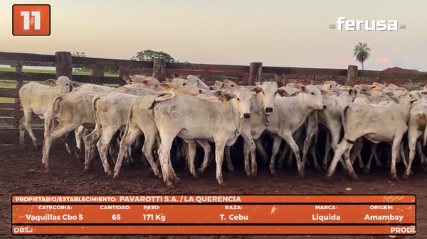 Lote LOTE 11