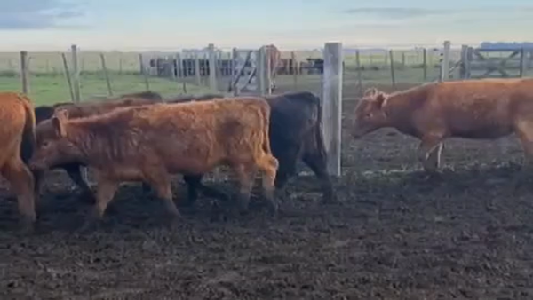 Lote 116 Terneros/as