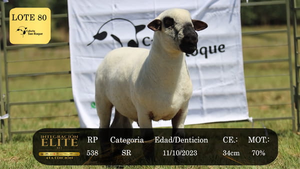 Lote LOTE 80