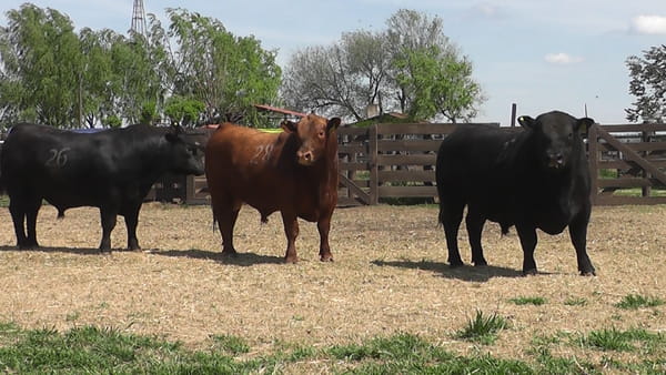 Lote TOROS ANGUS PURO CONTROLADO