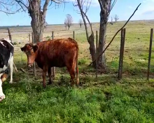 Lote 2 Vacas de Invernada en COLONIA MAYO GUTIERREZ