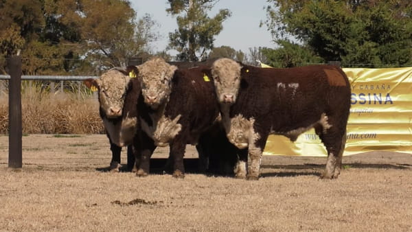 Lote TOROS P. HEREFORD PURO REGISTADRO