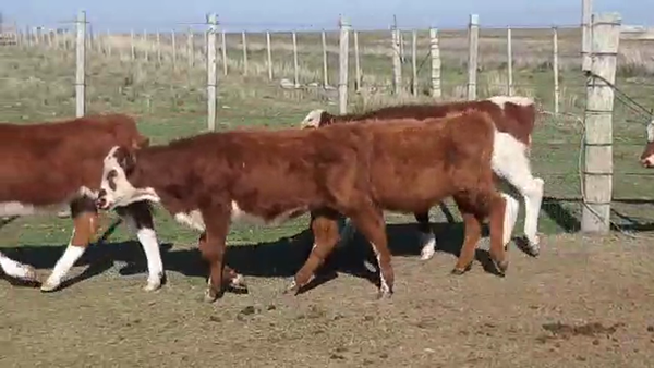 Lote 15 Terneros Hereford y cruzas