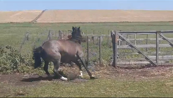 Lote Potra CRIOLLA en PALO SOLO