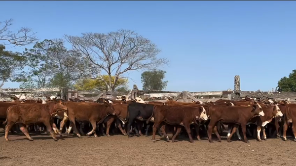 Lote 150 Terneros/as en Itatí, Corrientes