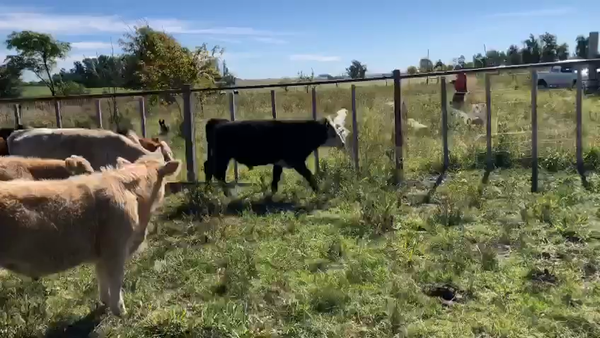 Lote 15 Terneros castrados de Guillermo Thome