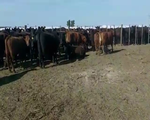 Lote 50 Vaquillonas en Tres Arroyos, Buenos Aires