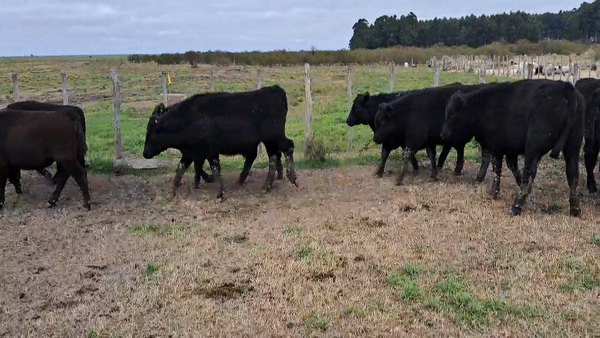 Lote 90 Terneros