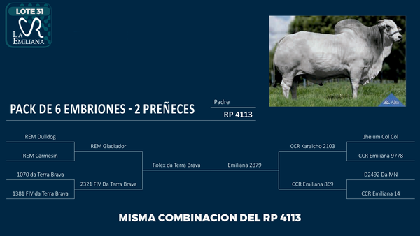 Lote LOTE 31