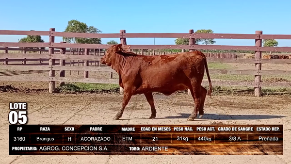 Lote Brangus