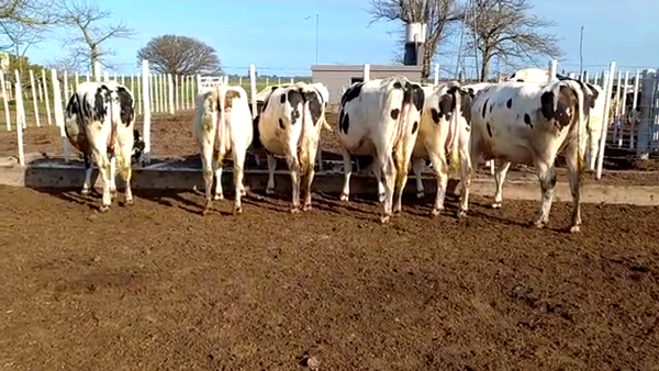 Lote Marisel Peretti